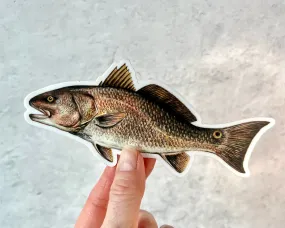 Red Drum Fish Sticker