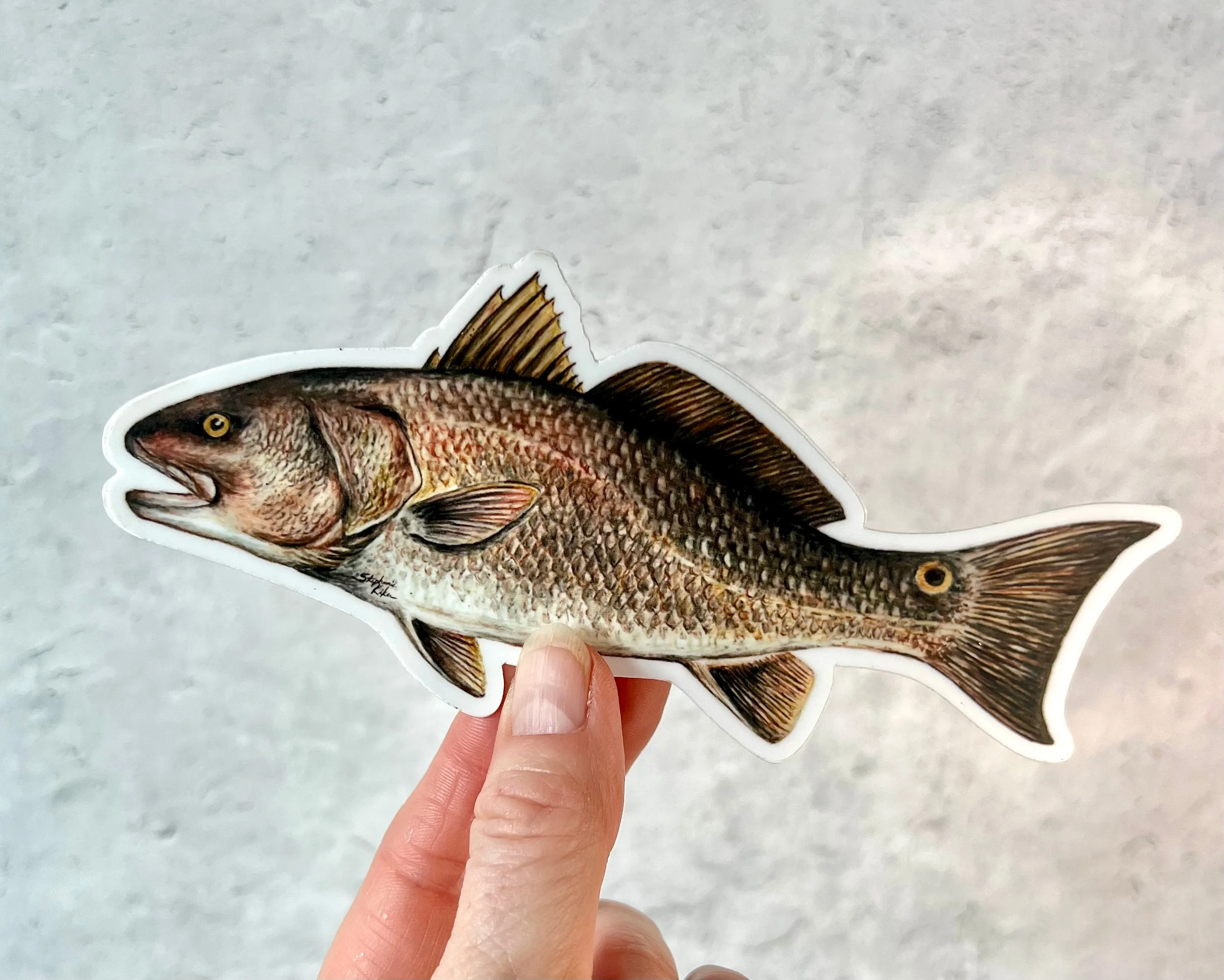 Red Drum Fish Sticker